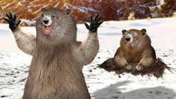 Les marmottes